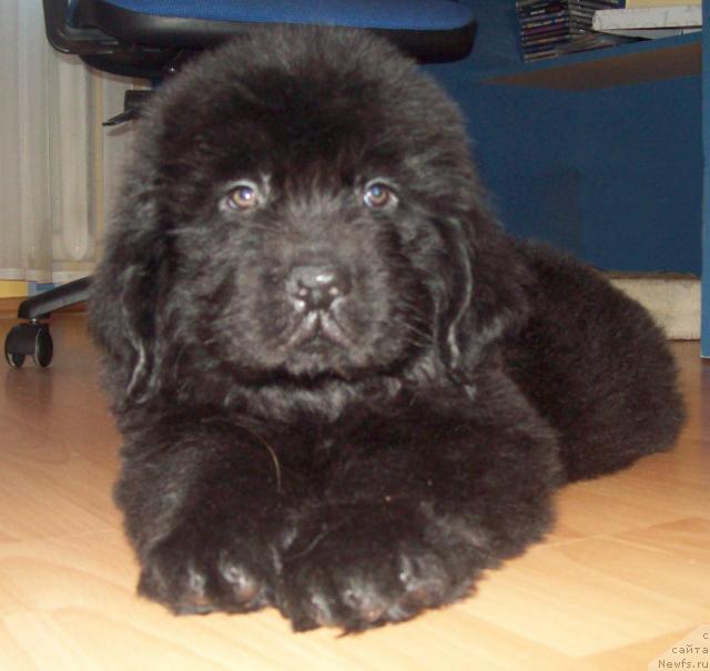 Фото: ньюфаундленд Lyubimyiy Lovelas (Любимый Ловелас)