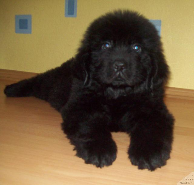 Фото: ньюфаундленд Lyubimyiy Lovelas (Любимый Ловелас)