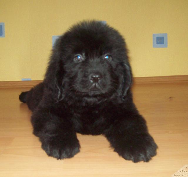 Фото: ньюфаундленд Lyubimyiy Lovelas (Любимый Ловелас)