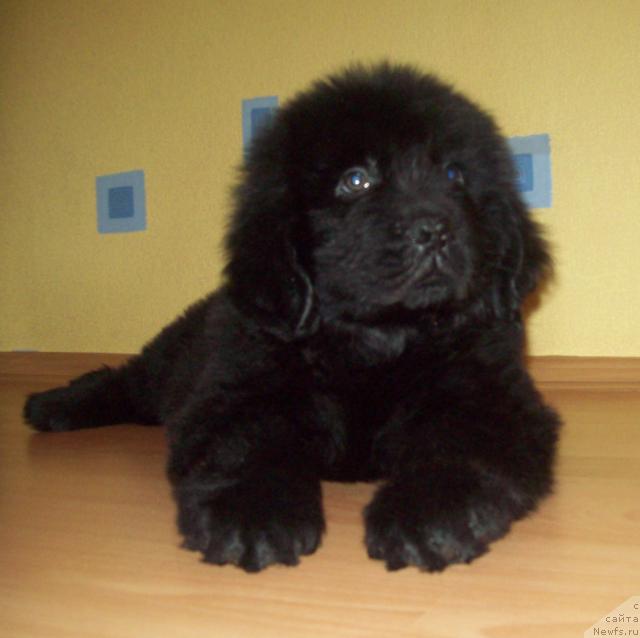 Фото: ньюфаундленд Lyubimyiy Lovelas (Любимый Ловелас)