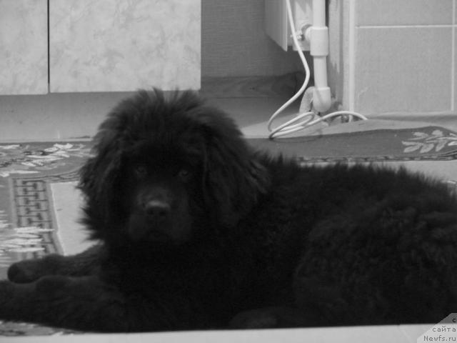 Фото: ньюфаундленд Archibal'd (Арчибальд)