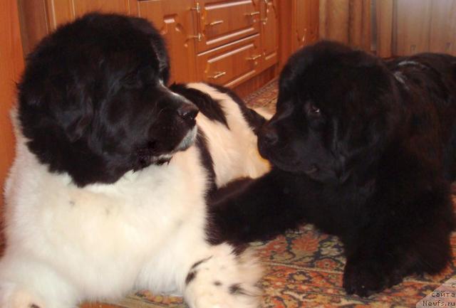 Фото: ньюфаундленд Mag Ispolin Infanta (Маг Исполин Инфанта), ньюфаундленд King of Helluland Good Friend