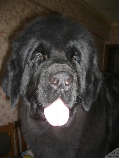 Фото: ньюфаундленд Super Bizon Antaliya (Супер Бизон Анталия)