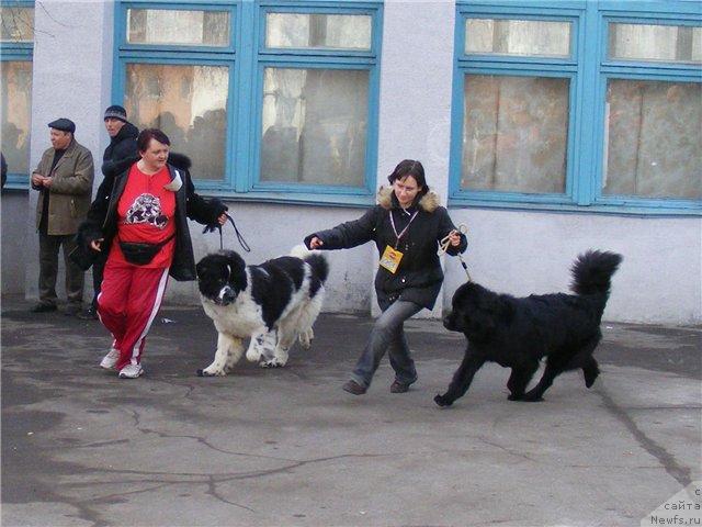 Фото: Зис шоу гёлз от Марлеон Дусвик, Сент джон принцып домино