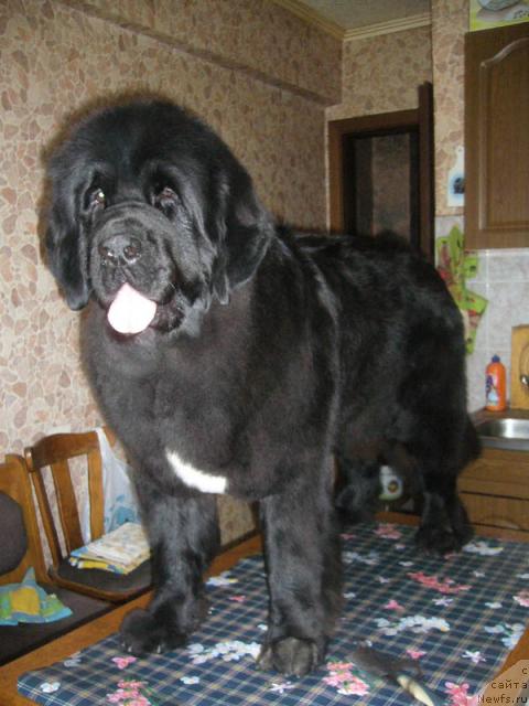 Фото: ньюфаундленд Super Bizon Antaliya (Супер Бизон Анталия)