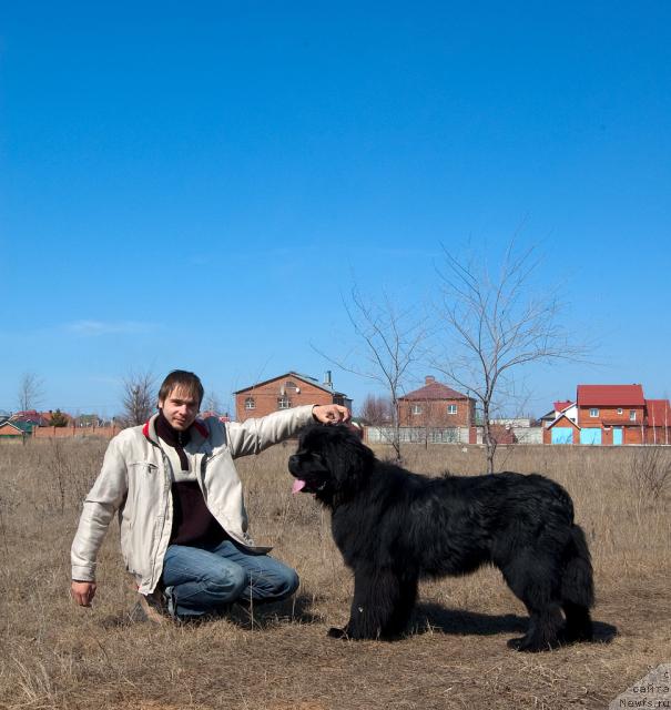 Фото: ньюфаундленд Super Premium Vashington (Супер Премиум Вашингтон), Maksim Kanunnikov (Максим Канунников)