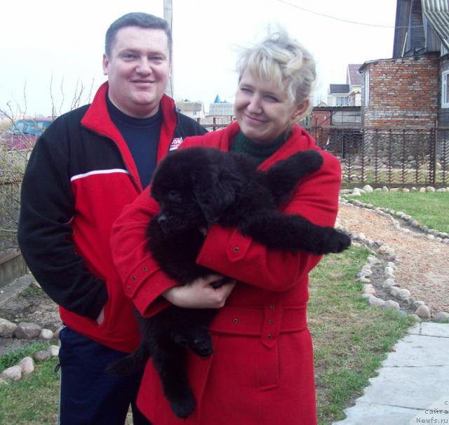 Фото: ньюфаундленд Lyubimyiy Lovelas (Любимый Ловелас), Анатолий, Tat'yana Bogdan (Татьяна Богдан)