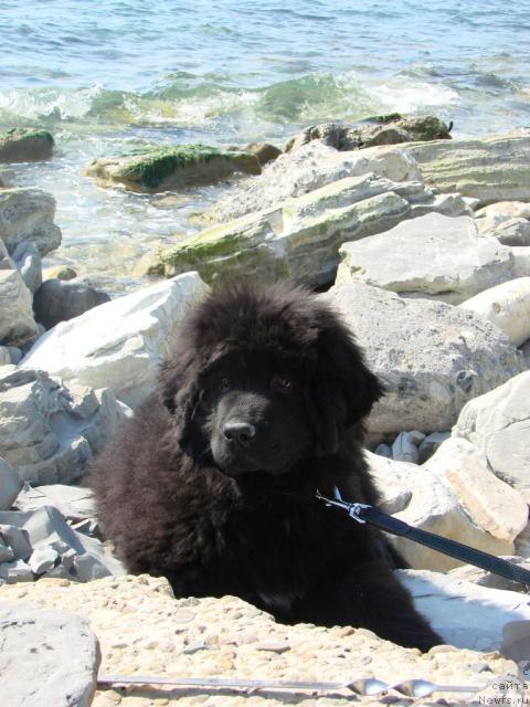 Фото: ньюфаундленд Archibal'd (Арчибальд)