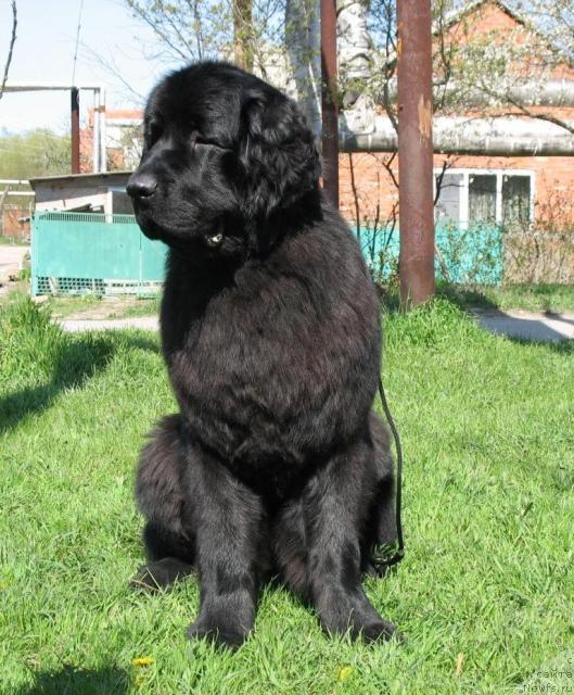 Фото: ньюфаундленд Aquatoriya Kelvin Zavetnaya Mechta (Акватория Келвин Заветная Мечта)