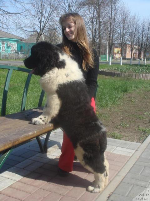 Фото: ньюфаундленд Nahodka Dlya Dushi s Berega Dona (Находка Для Души с Берега Дона), Valeriya Brajnikova (Валерия Бражникова)