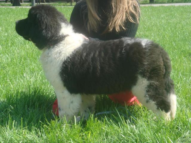 Фото: ньюфаундленд Nahodka Dlya Dushi s Berega Dona (Находка Для Души с Берега Дона)