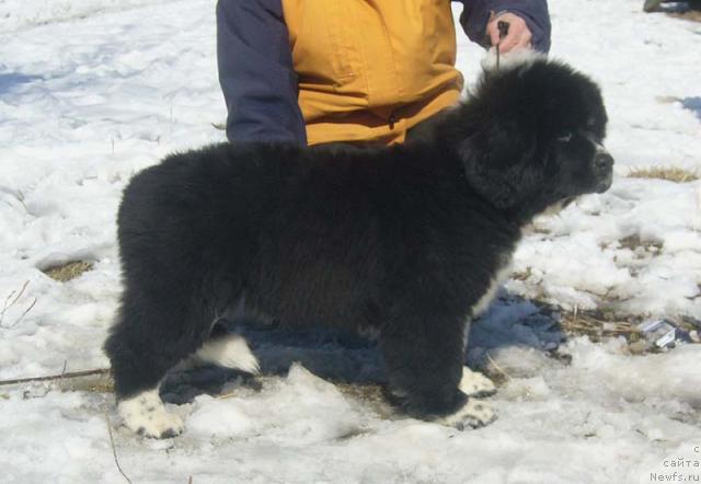 Фото: ньюфаундленд Super Bizon Gera (Супер Бизон Гера)