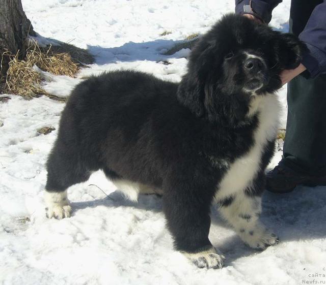 Фото: ньюфаундленд Super Bizon Gera (Супер Бизон Гера)