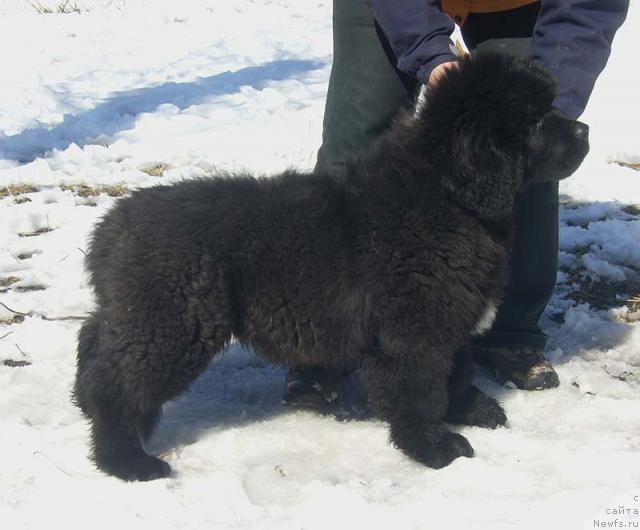 Фото: ньюфаундленд Super Bizon Gregori Greg (Супер Бизон Грегори Грег)