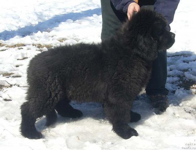 Фото: ньюфаундленд Super Bizon Gregori Greg (Супер Бизон Грегори Грег)