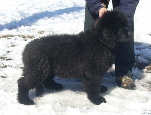 Фото: ньюфаундленд Super Bizon Gregori Greg (Супер Бизон Грегори Грег)