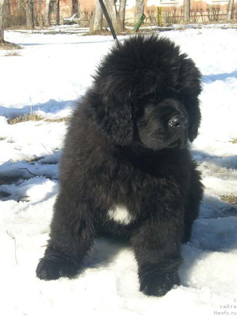 Фото: ньюфаундленд Super Bizon Gregori Greg (Супер Бизон Грегори Грег)