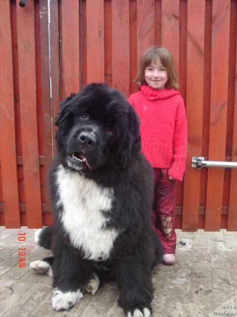 Фото: ньюфаундленд Piternyuf Zhguchiy Potseluy (Питерньюф Жгучий Поцелуй)