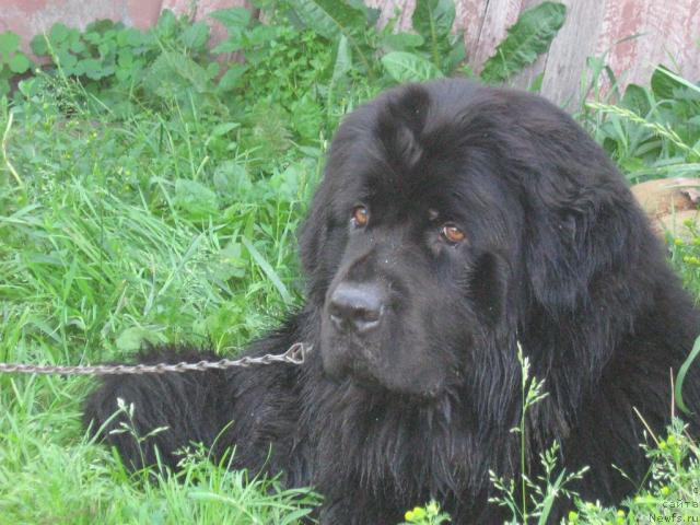Фото: ньюфаундленд Arabella Doch' Vivata (Арабелла Дочь Вивата)