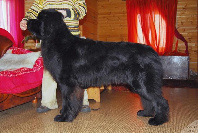 Фото: ньюфаундленд Thickish Newfoundland Zoomonme