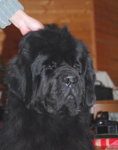Фото: ньюфаундленд Thickish Newfoundland Zoomonme