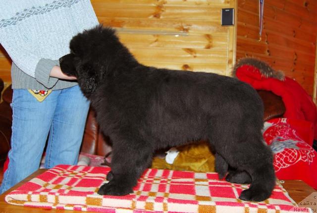 Фото: ньюфаундленд Thickish Newfoundland Zoomonme, [puppy]