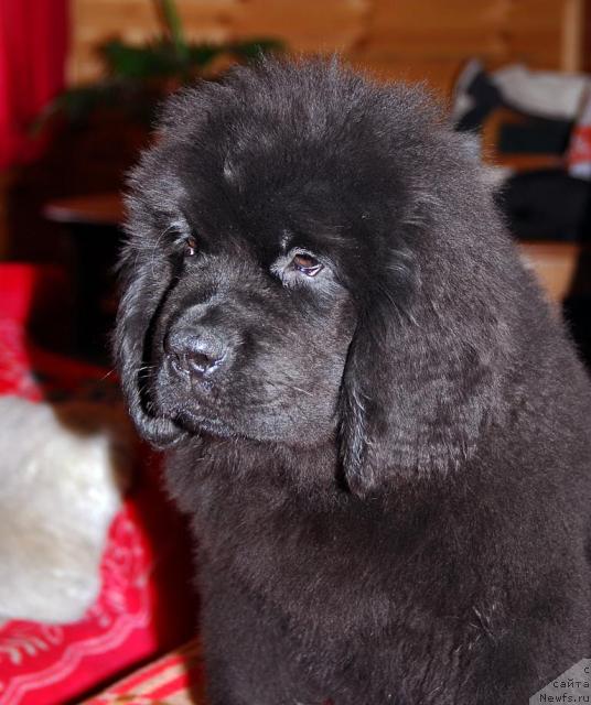 Фото: ньюфаундленд Thickish Newfoundland Zoomonme, [puppy]