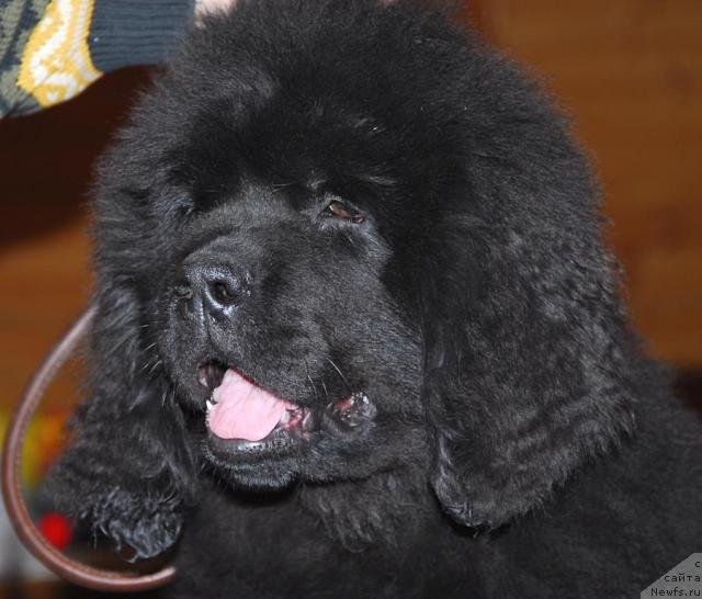 Фото: ньюфаундленд Thickish Newfoundland Zoomonme, [puppy]