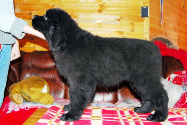 Фото: ньюфаундленд Thickish Newfoundland Zoomonme, [puppy]