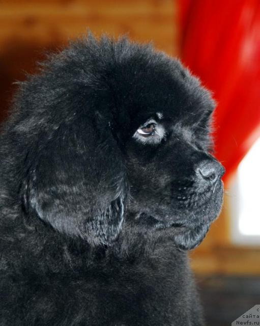 Фото: ньюфаундленд Thickish Newfoundland Zoomonme, [puppy]