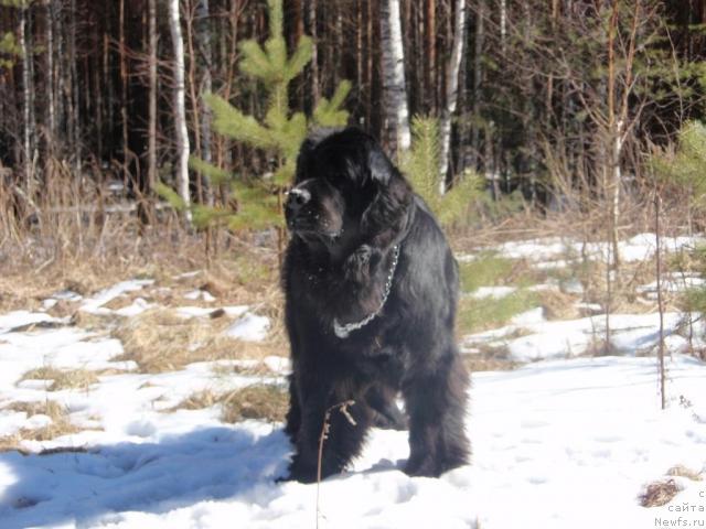 Фотография № 25984