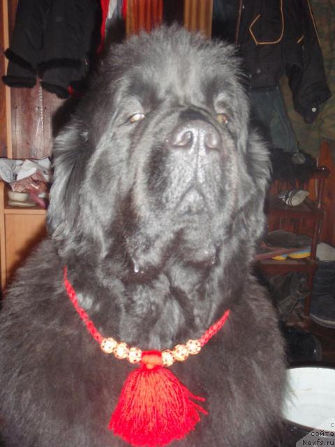 Фото: ньюфаундленд Admiration For All iz Medvejyego Yara (Адмирейшен Фор Ол из Медвежьего Яра)