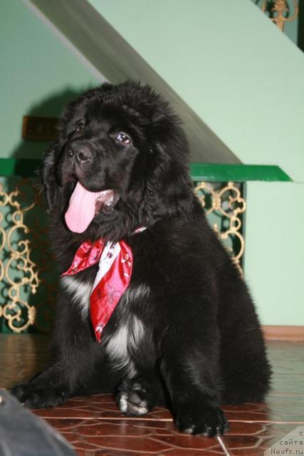 Фото: ньюфаундленд Love Story iz Tihogo Omuta (Лав Стори из Тихого Омута)