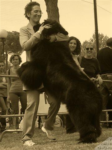 Фото: ньюфаундленд I Will Always Love You