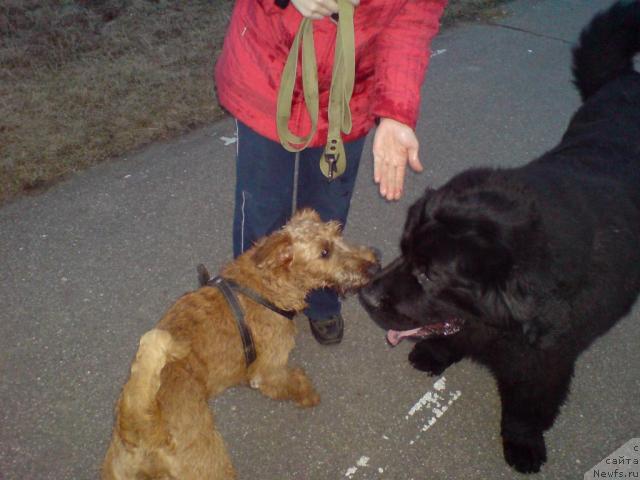 Фото: ньюфаундленд Severtan Urri (Севертан Урри)