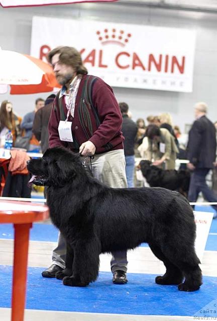 Фото: ньюфаундленд Potap Merlin (Потап Мерлин)