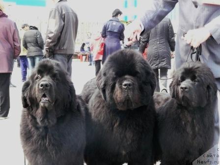 Фото: ньюфаундленд Chansi  iz  Medvejyego Yara (Чанси из Медвежьего Яра), ньюфаундленд Ego Vysochestvo ot Sibirskogo Medvedja (Его Высочество от Сибирского Медведя), ньюфаундленд Interio Souri iz Medvejyego Yara (Интерио Соури из Медвежьего Яра)