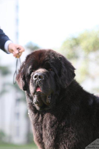 Фото: ньюфаундленд King of Helluland Choose Me (King of Helluland Choose Me)