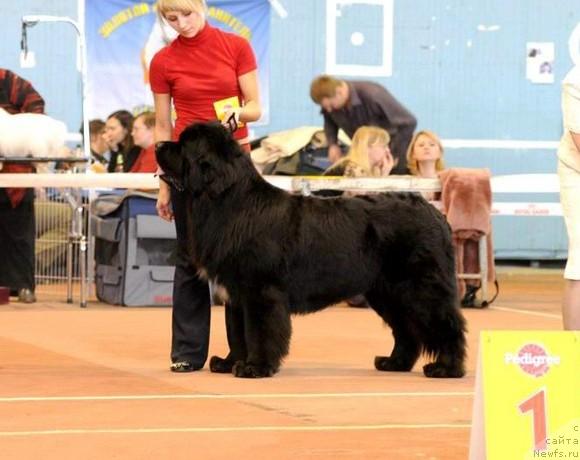 Фото: ньюфаундленд Super Bizon Armani (Супер Бизон Армани)