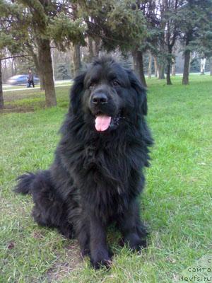 Фото: ньюфаундленд Manfred iz Hizhiny Dyadi Dzheri (Манфред из Хижины Дяди Джери)