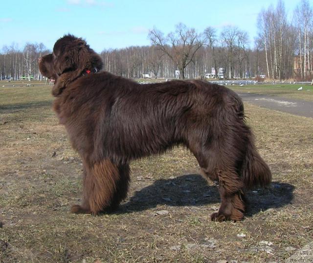 Фотография № 26042