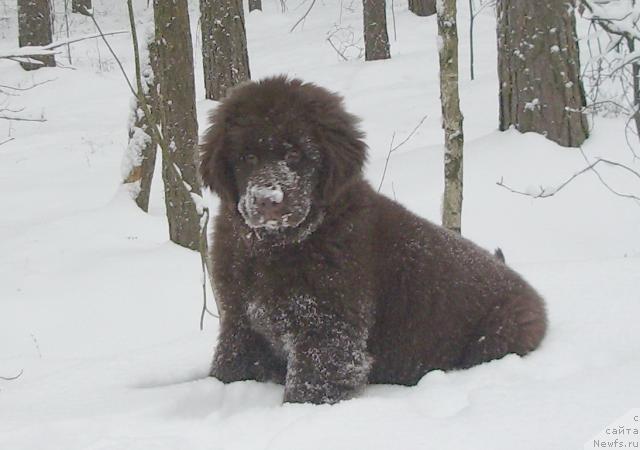 Фото: ньюфаундленд Krasota CHistogo Zolota (Красота Чистого Золота)