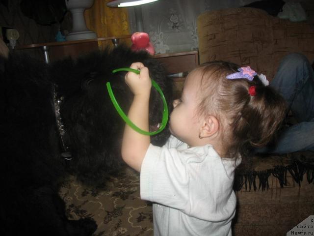 Фото: ньюфаундленд Smigar Nensi Neprevzoydennaya (Смигар Ненси Непревзойденная), Кира