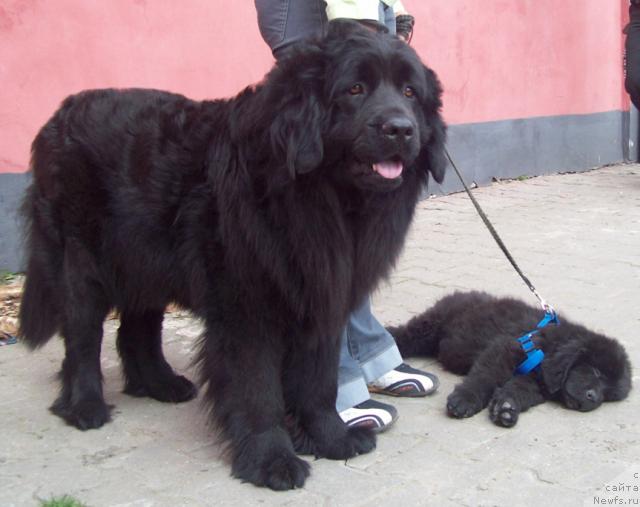 Фото: ньюфаундленд Polnochnaya Zvezda (Полночная Звезда), ньюфаундленд Londonskiy Dendi (Лондонский Денди)