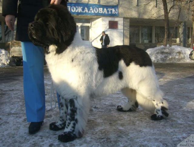 Фото: ньюфаундленд Super Bizon Argo (Супер Бизон Арго)