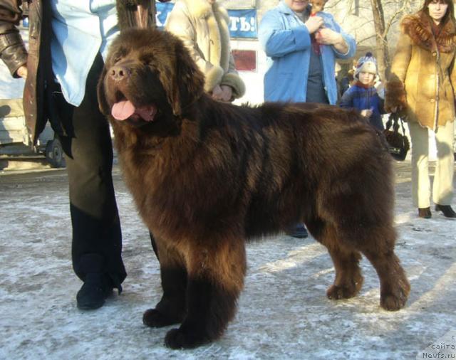 Фото: ньюфаундленд Super Premium Brabus (Супер Премиум Брабус)