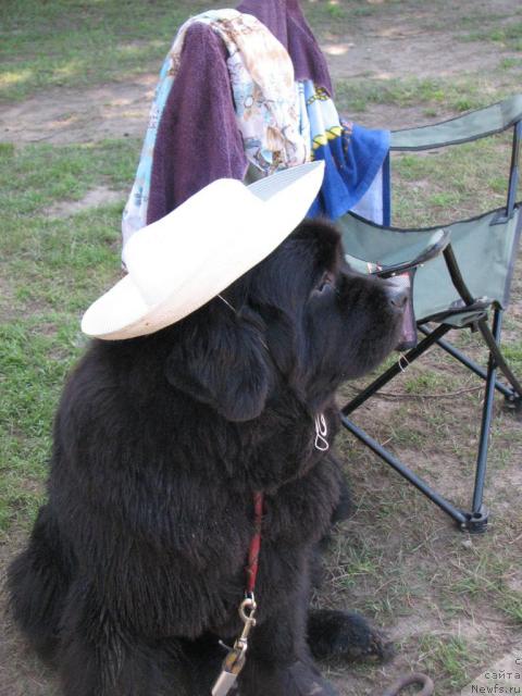 Фото: ньюфаундленд Ottava (Оттава)