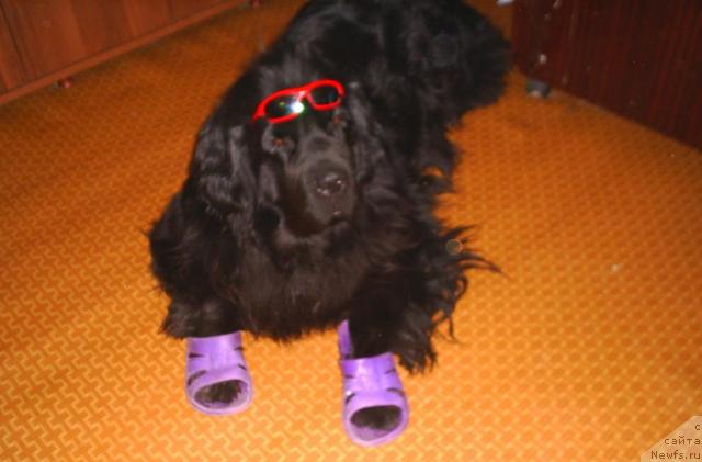 Фото: ньюфаундленд Veneciya iz Carstva Medvedey v Obush SHed (Венеция из Царства Медведей в Обуш Шед)