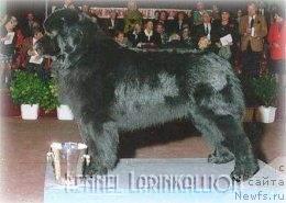 Фото: ньюфаундленд Larinkallion Caccacasa