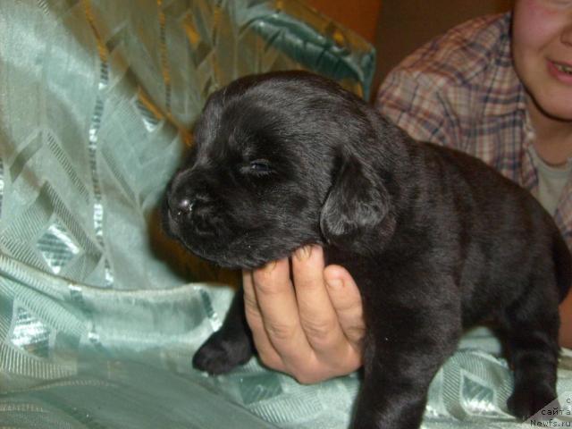 Фото: Щенок Арабеллы дочери Вивата